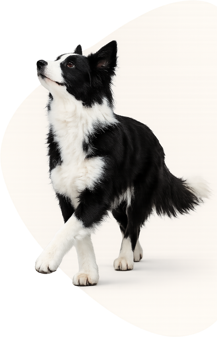 dog-img-2