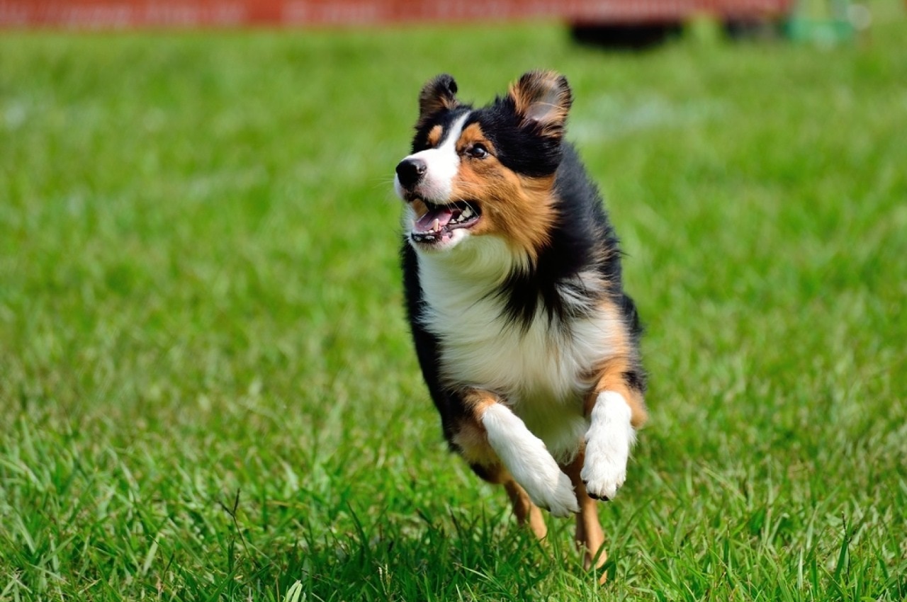 running-dog